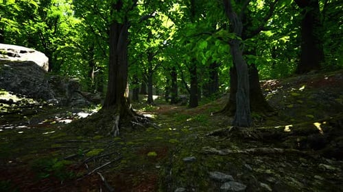 A Dense and Vibrant Green Forest with a Multitude of Towering Trees