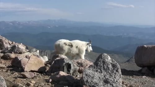 Mountain goat walking on rocks