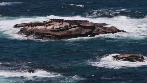 Seals on rocks in the ocean