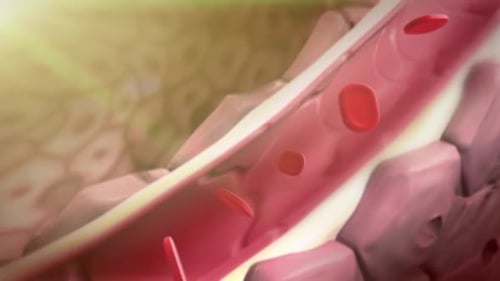 Red blood cells flowing through vein