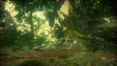 Beautiful Green Moss on the Floor in the Forest