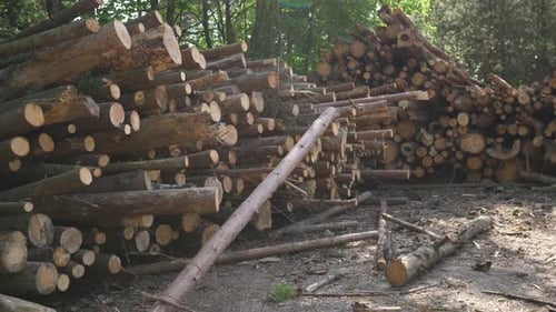 Wooden Logs Stacked In The Woods
