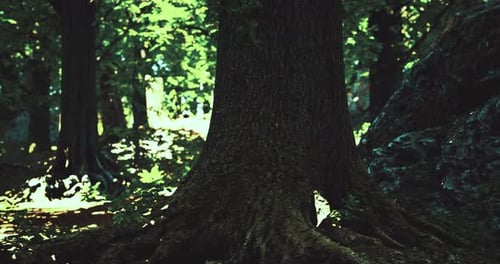 Majestic Trees Rise in a Sun Drenched Forest Showcasing Natures Beauty