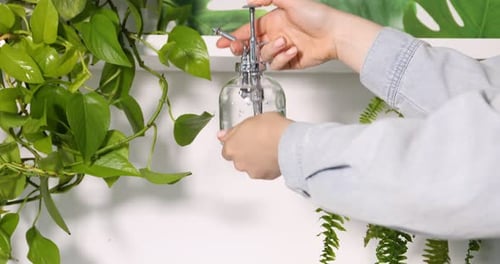Jeune femme pulvérisant une belle plante d'intérieur avec de l'eau provenant d'une bouteille à l'intérieur, gros plan