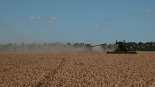 Distant View a Harvester Machines to Harvest Wheat Field Working