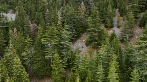 Aerial View Overlooking a Forest in Middle of Snow Covered Trees and Snowy Forest on a Dark Cloudy