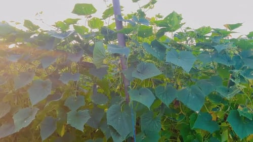 Fresh cucumber plants are green