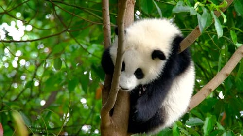 Cute Panda Cub Resting in a Tree