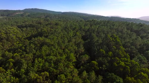 Im
Sommer über dichte Waldberge an der Küste fliegen. Drohnenschuss aus der Luft