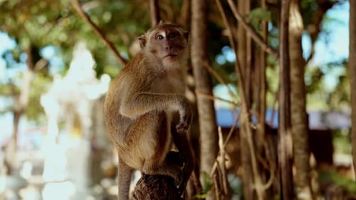 Alert Monkey Perched in Sunny, Tropical Habitat