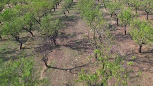 Aerial shot of a Almond Trees