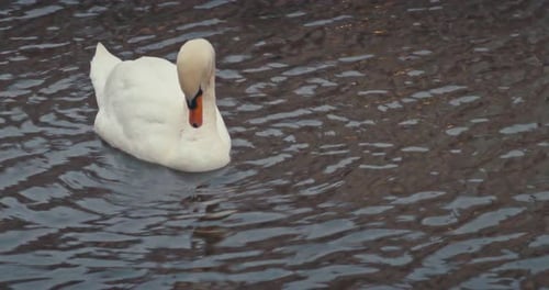 Majestic White Swan Floating on Rippled Water