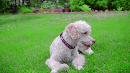Calm Dog Lying on Green Grass. White Dog Portrait. White Labradoodle Lying
