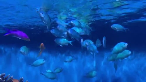 Los peces Chromis de arrecife verde, activos y juguetones, se agrupan en un acuario tropical de agua salada.