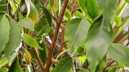 Closeup of Green Indoor Plant Leaves