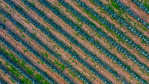 agriculture and planting of agave tequila liquor mezcal maguey plant sown plantation jalisco mexico