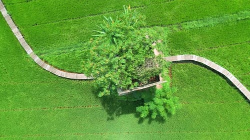 An Aerial View of a Lush Green Rice Field Featuring an Old Building Surrounded By Trees Complemented