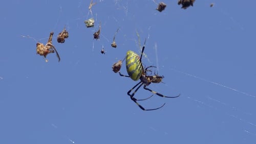 BIg Joro Spider - Nephila Clavata - have many preys stuck and cocooned in the web and biting new al
