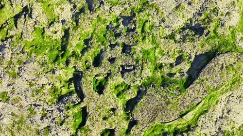 Lava Plain Covered with Green Moss in the Middle of Summer Flying Over a Mesmerizing Lava Field in