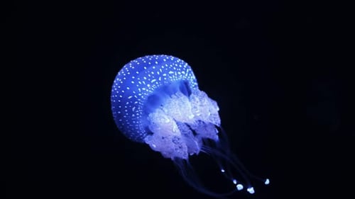 Blue Jellyfish Pulsating in Dark Ocean