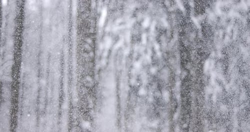 Gentle Snow Falling in Winter Forest