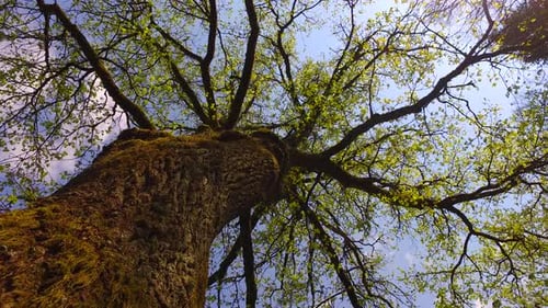 Big Tree and Green Leaves in a Spring
