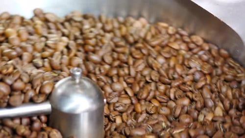 Rotating Coffee Beans Being Processed in Factory