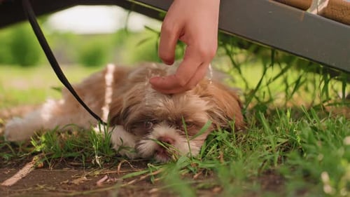 Soft Head Rub On Panting Puppy Under Bench In Grassy Yard Leash Visible Volunteer Caretaker Calms