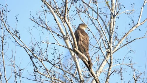 Brown Hawk Perched High in a Tree