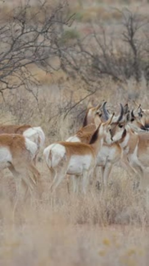 Vertical Video Herd of Pronghorn Antelope in Central Arizona