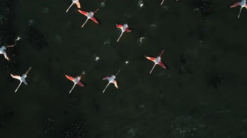 A flock of pink flamingos is starting to fly on shallow lagoon water surface with wings and legs mov