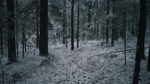 Serene Woodland Scene Frozen Grove Featuring Delicate Trees and Mysterious Lighting Effects