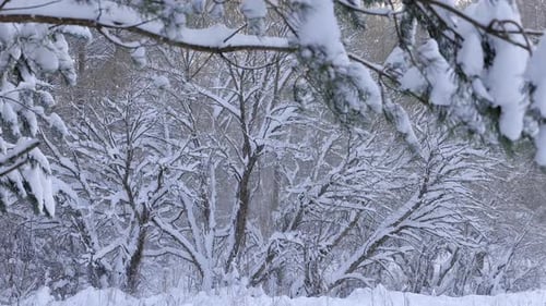 Arbres couverts de neige. Un chariot lent photographié dans un paysage enneigé