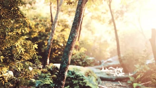 Forêt tropicale verte avec rayons de lumière