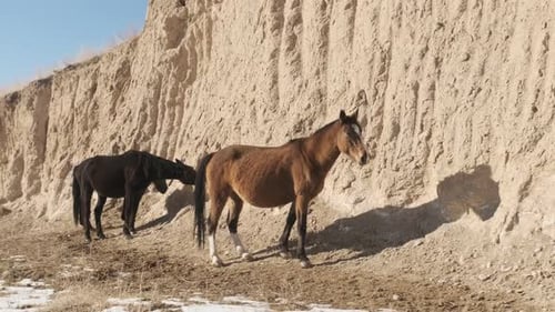 Horses Graze in Winter in a Mountainous Area
