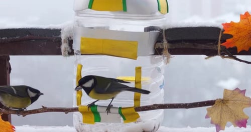Meisen fressen Kürbis- und Sonnenblumenkerne aus einem handgefertigten Feeder aus einer Plastikflasche