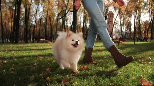 Portrait of the Tiny Pomeranian Walking Along Lush Green Meadow