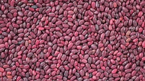 Close Up of Fresh Red Kidney Beans