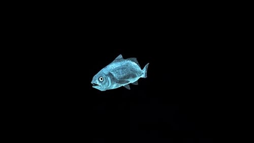 Fische schwimmen im Leerlauf