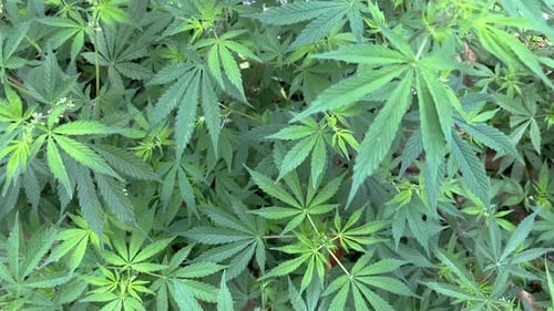 Dies sind die Cannabispflanzen, deren Früchte zur Herstellung eines Rauschmittels verwendet werden und deren Blätter dazu verwendet werden