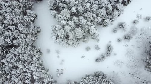aerial view of the snowy forest