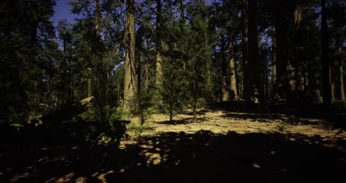 Lush Forest with Towering Trees Under a Bright Blue Sky at Midday