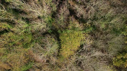Treetops With Dried Leafless Branches Over Forest. Aerial Drone Shot