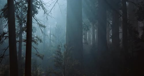 Misty Forest Landscape with Towering Trees and Soft Light Filtering Through
