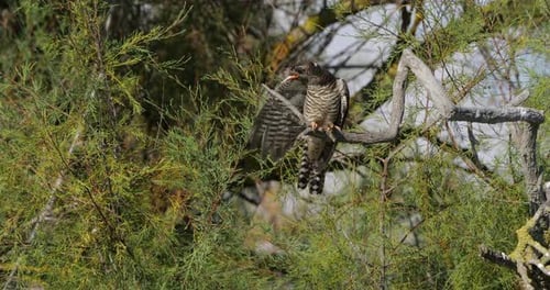 Common cuckoo chick fed by reed warbler adult, the Camargue, France