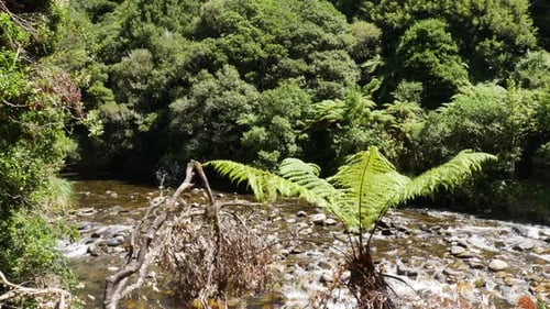 Slow panning shot of tranquil flowing stream between rocks and fern plants during bright sunny day a