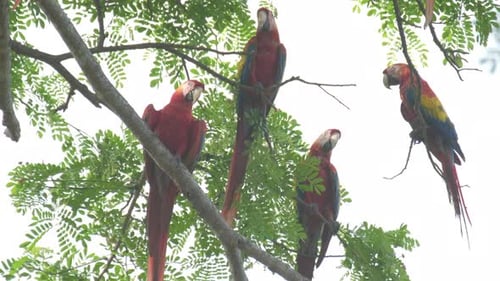 Papageienpaar auf dem Baum. Ein Paar scharlachroter Aras (Ara Macao) sitzt im Blätterdach des Waldes an der Costa