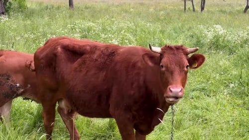 Polish Red Cattle Grazing In The Pasture With Green Grass. - close up