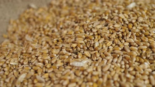Pile of Golden Wheat Grain Close Up