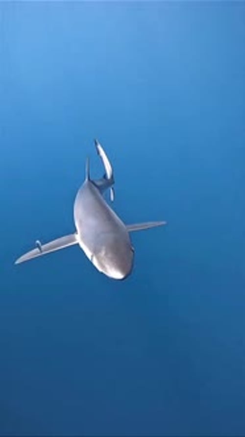 Shark Approaching in Deep Blue Ocean